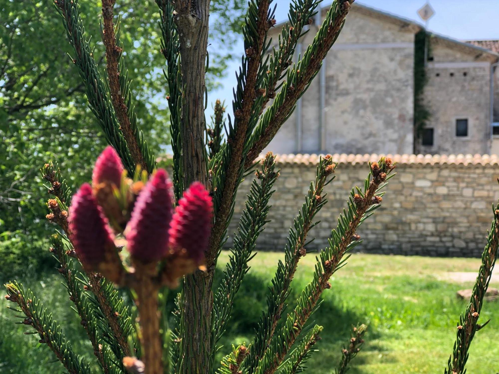 Antica Taverna Del Principe Sepino Exteriér fotografie